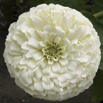 Циния Гиганты Бенари белая (white)