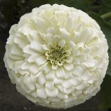 Циния Гиганты Бенари белая (white)
