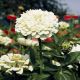 Гиганты Бенари белая (white) семена циннии 90-100см (Benary)