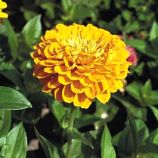 Циния Гиганты Бенари золотисто-желтая