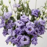 Еустома АВС 1 F1 лавандова