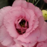 Эустома АВС 1 F1 розовая (pink)