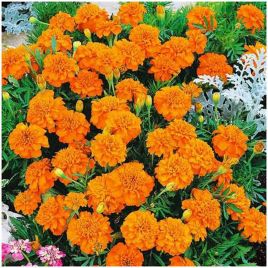 Чорнобривці Малюк помаранчеві (Orange)