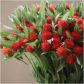 Гомфрена Клубничное поле