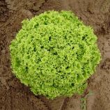 Салат Бартимер F1 (Bartimer F1) 