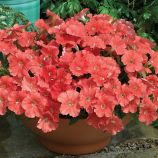 Пікобелла лососева