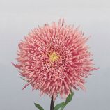 Астра Принцесса лососево-розовая