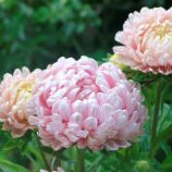 Астра Дюшес абрикосовая