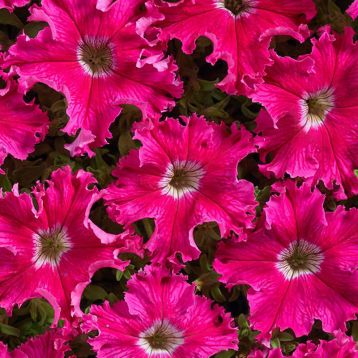 Петунія Афродіта рожева (pink)