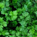 Кінза (коріандр) Нектар