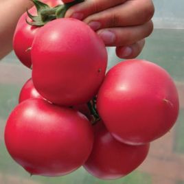 Томат Пінк Джаз F1 