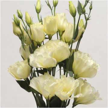 eustoma-avs-1-f1-zheltaia-