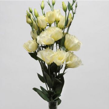 eustoma-avs-1-f1-zheltaia-