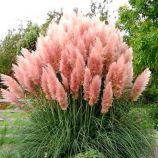 Кортадерия Пампасское перо розовая (pink)