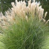 Міскантус китайський 