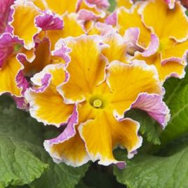 Примула бахромчатая Сирококко F1 yellow purple