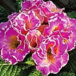 Примула бахромчатая Сирококко F1 rose potpourri