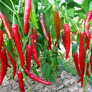 Перець гіркий Харієт