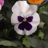 Виола Тремпет S1 белая с глазком