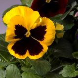 Віола Тремпет S1 жовта з оком