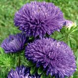 Астра игольчатая Гала синяя