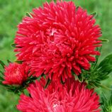 Астра Гала скарлет