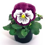 Виола виттрока Кетс F1 пурпурно-белая