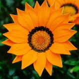 Газания Газу оранжевая с ободком 