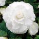 Амері Гібрид Рафлд F1 білий (Ruffled White) насіння бегонії бульбової (туберози) (Pan American)