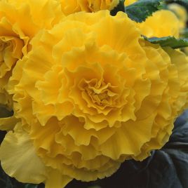 Амери Гибрид Рафлд F1 желтый (Ruffled Yellow) семена бегонии клубневой (туберозы) (Pan American)