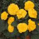 Амері Гібрид Рафлд F1 жовтий (Ruffled Yellow) насіння бегонії бульбової (туберози) (Pan American)