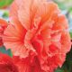 Амери Гибрид Рафлд F1 лососевый (Ruffled Coral Salmon) семена бегонии клубневой (туберозы) (Pan American)
