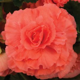 Амери Гибрид Рафлд F1 лососевый (Ruffled Coral Salmon) семена бегонии клубневой (туберозы) (Pan American)