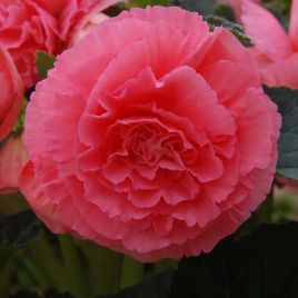 Амери Гибрид Рафлд F1 розовый (Ruffled Pink) семена бегонии клубневой (туберозы) (Pan American)