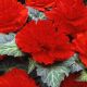 Амери Гибрид Рафлд F1 красный (Ruffled Scarlet Red) семена бегонии клубневой (туберозы) (Pan American)