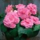 Амери Гибрид Пикоте F1 розовое кружево (Picotee Lace Pink) семена бегонии клубневой (туберозы) (Pan American)