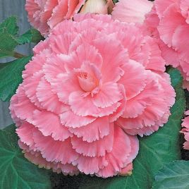 Амери Гибрид Пикоте F1 розовое кружево (Picotee Lace Pink) семена бегонии клубневой (туберозы) (Pan American)