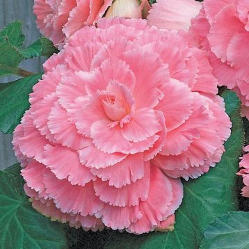 Амери Гибрид Пикоте F1 розовое кружево (Picotee Lace Pink) семена бегонии клубневой (туберозы) (Pan American)
