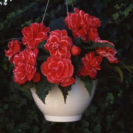 Амери Гибрид Пикоте F1 красное кружево (Picotee Lace Red) семена бегонии клубневой (туберозы) (Pan American)