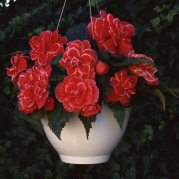 Амери Гибрид Пикоте F1 красное кружево (Picotee Lace Red) семена бегонии клубневой (туберозы) (Pan American)
