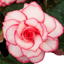 Амери Гибрид Пикоте F1 бело - розовый (Picotee White Pink) семена бегонии клубневой (туберозы) (Pan American)