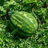 Термез F1 семена арбуза тип кр.св. раннего 55-60 дн. 9-11 кг овал. (Enza Zaden)