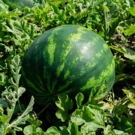 Маристо F1 семена арбуза тип Крымсон Свит ранний 5-8 кг (Enza Zaden)