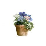 Дельфініум Саммер суміш (mix)