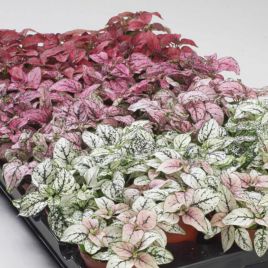 Гипоэстес Конфетти смесь (mix) 