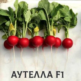 Редис Аутелла F1