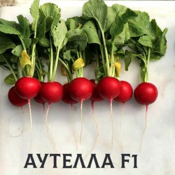 Редис Аутелла F1