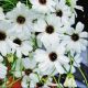 Брахикома белая (white)