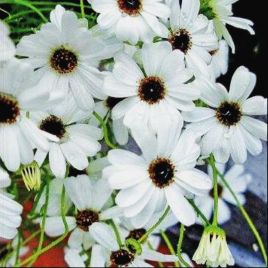 Брахикома белая (white)