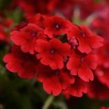 Вербена гібридна Кварц XP F1 скарлет